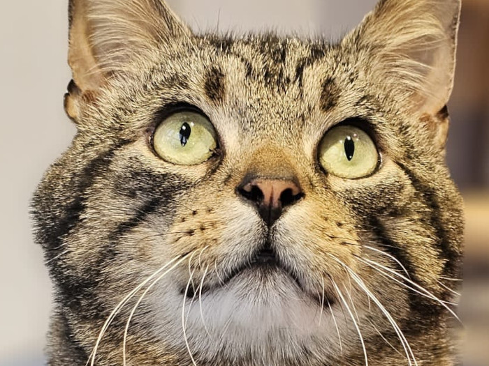 Meet Bear (was Barnaby). If this was a supermarket then Bear would be the managers special! He is approximately 5 to 8 years old and was living in a shed for quite a few years, but is now being fostered in a home and we know a little more about him. Bear is a very strong, healthy, gorgeous tabby with soul eyes, which he will regularly fix on his owner. He can initially be shy, but aren’t we all meeting someone new. He absolutely loves being petted and will bump you until he gets the attention, which he rightly deserves. He’s such a chatterbox, loves to chirrup and chats all the time, he’s found his inner kitten and loves to play with toys and run around the house. He’s totally litter trained and he’s impeccably clean. It’s a pleasure to look after him, initially he will be full on, but once he relaxes then he loves being in a home. Spends ages looking out of the windows and will follow you around, as he loves human company, almost as much as he loves food. 
 Bear will definitely be your most loyal friend, he’s well suited to a household where he will feel loved and safe. Older children may be fine, as he can occasionally give a love bite. He loves the outdoors and will spend ages outside exploring, so ideally a home with a safe garden away from roads, possibly rural where there aren’t as many cats as he does fight. It would be best if Bear was an only pet, he doesn’t want to share his people or home. Please give Bear a chance you, won’t be disappointed, and in return will have a lap loving, cuddly, chatty, gorgeous boy.