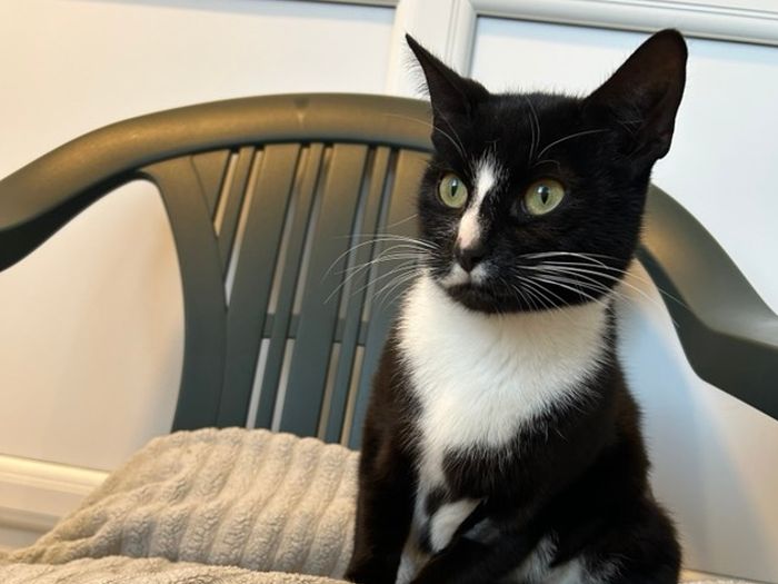 This petite little cat was found abandoned is approximately 8 to 10 months old. She's been neutered and will be ready for a home after Christmas. She loves to play, she’s a curious little cat she can be picked up and cuddled and is becoming a lap cat. We don’t know exactly what happened to her and she can be a bit unsure of sudden noises and new people at first but then she settles down and becomes a little head pusher wanting you to stroke her. Belle gave birth to a kitten a few days after we found her, which sadly didn’t survive.  She has recovered well from her ordeal and is so grateful to be spending the festivities in a warm bed with regular food. We really hope for a happier 2026 for this wonderful, resilient feline. 