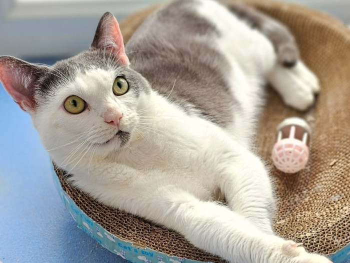 Meet Dustin with the big, beautiful eyes.

A handsome 2 year old boy who has made incredible progress since arriving in our care. Initially very shut down and nervous, he’s slowly begun to show his sweet personality and is learning to trust again.

He was found in a state, injured and had to be removed from inside a car engine.

He isn’t a lap cat yet, but with time and the right person, he may choose snuggles after a while. He does swipe and bite and gets overstimulated easily, so it’s important to respect his boundaries and allow trust to be built at his own pace.

This handsome boy pushes his nose right into your clothes and skin and likes to sniff everything, he loves playing and finding hidden sweeties and is behaving much better with hand fed treats, especially if there’s chicken involved!

Dustin is looking for a quiet, calm, adult only home without children or other pets or too much noise or activity with a patient, understanding adopter willing to give him the time and space he needs to settle and build trust.

Obviously, he has no road sense, as he ended up in a car engine on the road, so must be rehomed away from any roads.

He would love a safe, secure garden of his own and someone who understands he’s still a work in progress.