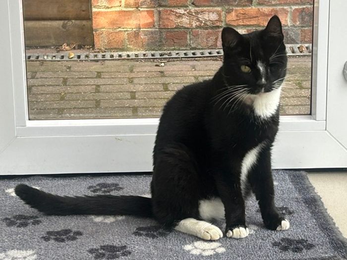 This super sweet older lady is adorable and very cuddly. She loves to be picked up, to sit on your lap and enjoys your company. When she was three, she sadly lost her eye in a car accident.
She has had a blood screen and we are pleased she is healthy. She just has some muscle wastage because Eileen escaped when her owner moved house and had been wandering for three months and now her owners are unable to have her back.
Chipped and vaccinated, she was such a good girl at the clinic. The veterinary staff loved having such an easy, cuddly patient. Her fosterer loves her very much too. Eileen can be vocal , she makes a gentle miaow when greeting you . This little girl doesn’t like other cats, she is in fear of them (probably from her time of fending for herself when lost) so needs to be the only cat. A confident puss so would be fine with children.
Eileen enjoys a brush and is starting to play. Could she be your forever friend?