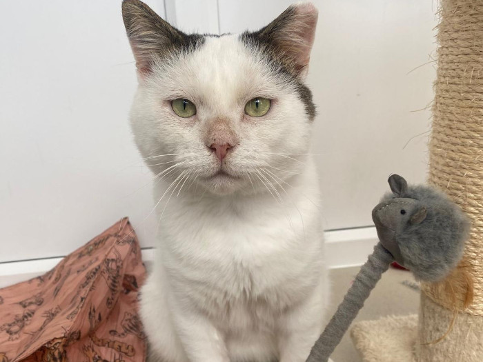 
At the end of July, Hector was found thin, filthy, beaten and bruised and clearly been someone's pet cat as he was so friendly. Hector had been living rough for sometime, surviving in awful conditions, but now he is a healthy, handsome cat, in fact this 5 to 6-year-old cat is so full of love he jumps onto your lap for you to pet him, does belly rolls and calls to you to pet him. 
Playful and happy to be away from the concrete works he was surviving on. He's had a bath with vet nurses and now has a lovely white coat, we think he is ready for a home, however he cannot live with other cats.
Hector loves to meet people but if they move suddenly, he will swipe so ideally needs an experienced adult only home. Hector just loves you to be with him. Could you be his forever family?