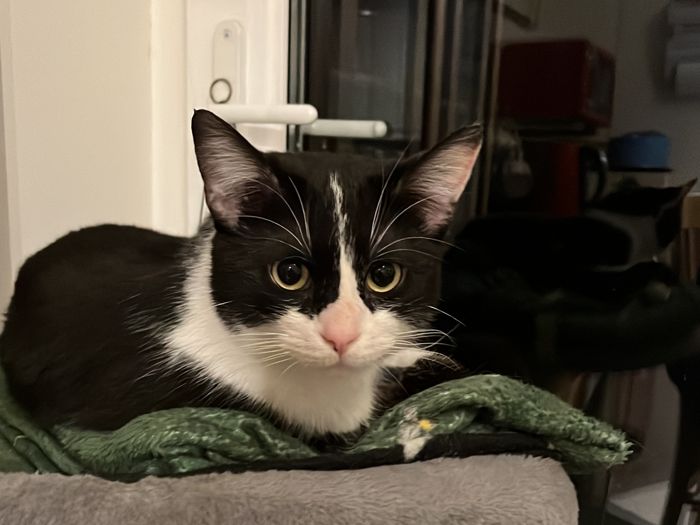 Please meet James. This beautiful 10 month old little boy has had a tough start in life. He came into care with a significant wound to a trailing leg, which vets suspected was caused by a snare trap. He had to have the leg amputated, but has bounced back. It hasn't stopped James loving life now he's free of pain and adjusting well to three legs and his foster home. He is ready to find a lovely place to call a forever home.

James would prefer to be in the company of either older children or an adult only house. Due to his understandably timid nature after all he's been through, he would continue to thrive in a quiet, steady away environment, where he can be given time to get to know you. 