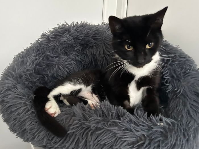 This petite little cat is estimated 4 to 5 years old. She’s probably spent most of her life having kittens, but she’s now neutered, chipped and putting weight on after being found abandoned. We believe she’d suit a family home and make a good pet cat for a first time cat owner because she’s so cuddly and affectionate.
She likes to be picked up and carried and settles on your your lap, she pushes her head against you and purrs away . As well as loving playing with feathery toys, Jenny also enjoys being brushed and will roll over and show you her belly which not many cats do! However, we do think she needs to be the only cat as unfortunately, she’s not happy with the other foster cats in care .
Jenny doesn’t know her name as we’ve called her several sweet names as we all adore her very much and feel sure her new family will find her the most purrfectly suitable name. Could you give this adorable girl a forever home?