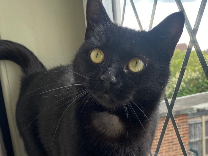  Approx 1yr old, this lovely girl was taken in by a kind local resident who was concerned that she was unwell and being attacked by toms in the area. Now called Midnight, she is still very kitten like and loves attention. She 'talks' to you and has a lovely purr. Once she gets to know you she will treat you to an appreciative roll and will be a lapcat. Her coat is improving and she is appreciating regular meals after some time on the streets. Enjoys playing with toys, watching TV but most of all, your company. She will greet you at the door and rub round anyone's legs. Midnight likes watching the world go by sunworshipping in the window. A very confident, inquisitive, cheeky cat. We're not sure about other cats and probably would be best with older children as she gets a bit carried away with play time. A responsive, loving girl who is fully vaccinated, neutered, chipped and ready for a forever hom