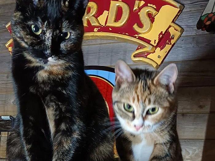 A bonded pair from the same litter. They are energetic and curious, whilst they were born on a farm and semi feral, we believe with time and attention they will become less timid.
Approximately 7 to 8 months old, both girls are neutered.
Minnie is the more confident and inquisitive of the two, she will come to you for food, eating out of fosterer's hand and enjoys occasional attention.
Lily is a more timid, while she will come to you for food, she is not yet confident enough for human touch.
A quiet adult only home is needed for the girls. Given their strong bond, they will need to stay together.
A good outdoor environment is a must for lots of exploring and adventures.
Could you help this purrfect pair to thrive in a forever home? 