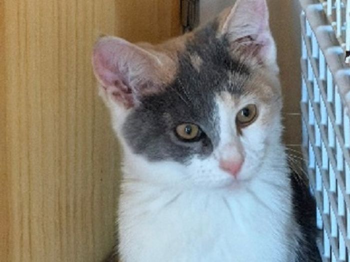 
My name is Nutmeg, I’m a shy girl who takes a bit of time to get used to people and my surroundings, but once I do – I’m an absolute softy and delight. I started my foster journey in a cardboard box with my siblings near a busy road and was rescued by some kind people and have been fostered with my siblings building my strength, confidence and personality. I love being with my siblings as we all get on so well and look after each other.
I haven’t been away from the rest of my siblings before and being approximately 5-6 months old – leaving them may be a big deal. I would love to be rehomed with one of my siblings which will help me in adjusting. I have now been wormed, fleaed, neutered and chipped and fully litter trained.
I love to be picked up and hugged and tickled. I also like to be stroked and have a good play. Like my siblings I love a ball, spring, feathers and anything that can get me to have a good run around. Love my tunnel which I like to jump out of when my siblings pass by, I think its funny.
My fosterer says I have a calm personality and can be quiet at first but once I’m used to people and my surroundings I will be happy to snuggle next to you or on your lap and will purr away. I follow my brother, Marmaduke around a lot as he is cheeky and usually gets up to adventures which I like to learn and join in too. I have a calm personality and may be able to get along with small humans, though I haven’t tried this and may prefer a quiet home. I also may be able to get on with another cat, but again I haven’t known any other cats apart from my siblings.
I am very content and would love a home with a calm and a steady routine. Would you like to give me a loving home so I can continue to be a delightful and adorable cat?