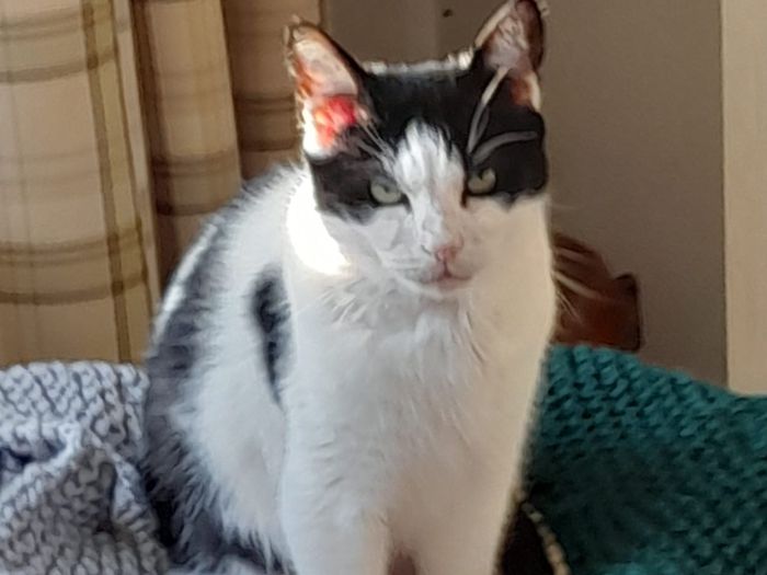 Hello my name is Pepper, I am male and 7 yrs old. I came into foster care after my owner passed away in hospital. No one knew I was alone in the house, but luckily 4 weeks later I was rescued by Goole and District RSPCA. My general condition was not good and I had become very thin and lonely.
However I am now fighting fit and ready to find the perfect forever home. I consider myself a companion cat. Of course I love my food and adore playtime. Most of all sitting on my foster's knee, being stroked and given head scratches are some of my favourite things. I am a happy boy but don't like the sound of velcro although the hoover and washing machine don't bother me and I can be picked up.
I may be alright with another quiet senior cat but definitely no children. I would like a home where someone was about most of the time as I love company. I have never shown any aggression and am very tidy in my litter tray.
If you like the sound of me please contact Goole and District RSPCA.