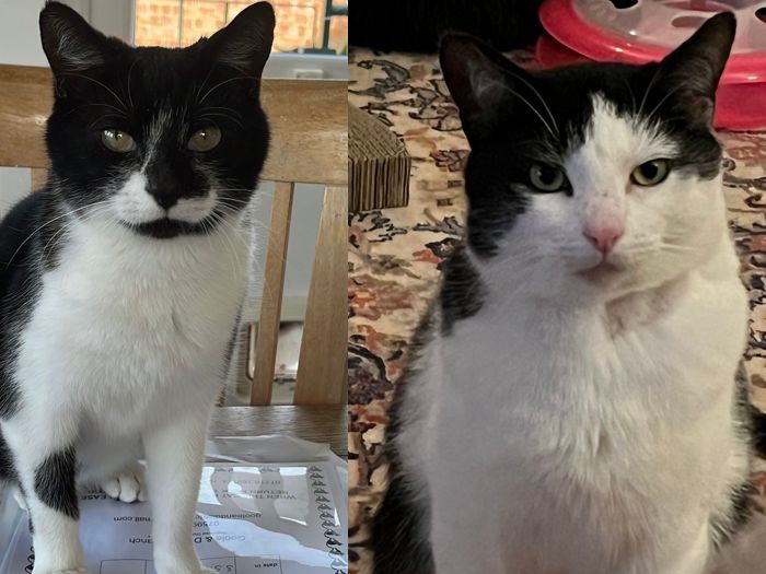 Benjamin (4yrs) and Peter (2yrs) are lovely, sociable cats. They came into care after being abandoned. They both love each other so much after being reunited, we would therefore like them to go to a new home together. They play together and both come when called. Their favourite game is the zoomies during the night . They would appreciate a safe garden to explore and play in once settled. Peter will put his paws on you and talks and tap you for fuss. Benjamin will also talk to you and brush around your legs when he wants fuss . They both like to let you know when it's feeding time! Peter and Benjamin will greet you when you walk through the door.
Peter is OK with children, however, Benjamin can be shy at first with new people. Benjamin likes to hide and watch from a distance, doesn’t take long though as he’s out asking for fuss as soon as it’s quiet. With this in mind, older children would be best. Could you give these inseparable, beautiful boys a home together that they so deserve?