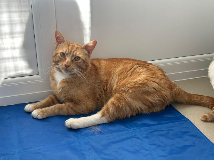 
Estimated age 1yr to 18 months, this young cat has spent several months at large on Howden’s streets before coming into foster care. Now neutered and chipped and given a clean bill of health, he is looking for a home.
He loves company and to be next to you or on your knee. Pinfold's manners have improved, but he still swipes so we’re looking for an experienced cat owner who doesn’t mind a cat using his teeth and claws. We do believe if he went into a home with lots of company and building positive experiences, he would really improve. We don’t know what his life was like beforehand. Has someone ill treated him because he does seem unsure at times? We are unsure. What we do know is Pinfold needs someone who will be around and give him the consistent care that he needs. He looks out the pen window for attention but gives mixed signals when greeted.
Sadly, he doesn’t understand playtime at all and is especially anxious when people leave him. As he doesn’t mind other fostercats, Pinfold may well live with another cat or dog. Could you be a positive influence on this character