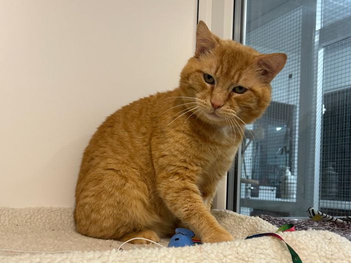 Estimated 5-7 yrs young, Rusty has been living on the streets for some time, unneutered and unloved.
We think however he has been used to a home in his past and is clearly a domestic cat. Rusty has had his teeth scaled and polished,  been neutered and given a clean bill of health following his bloodtest. He is a big steady cat, he didn’t trust people for the first few weeks but now enjoys being groomed and petted. Rusty loves his bed and food and is a chilled boy. He is beginning to enjoy playing with cat toys. He would be best to be the only cat and no young children because he is wary. We are looking for a quiet home with adults who can continue to build his trust in humans again . Could you give this character cat the understanding forever home he deserves?