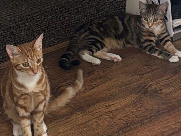 Sugar and Spice are eight month old sisters who were born to a feral mother and been in a fosterer home for four months. They love their fosterer, Sugar the ginger and white tabby will  come onto their lap, Spice isn’t quite so sure, but can take treats from their hand. They would be best in an adult only home or with cat savvy, older children.

 We are looking for a home where someone doesn’t expect to pick them up and make friends quickly with them, but they are absolutely gorgeous gentle kitten cats that love other cats. If you have the time and patience to keep building their confidence, we'd love to hear from you.