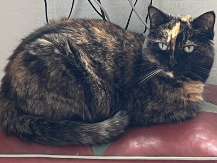 This beautiful 10 year old came back into RSPCA care after a change in circumstances. She is initially very timid and will hide in anything she can find, however she is gaining more confidence every day; once she has begun to trust you she comes out for fuss and loves to play. She would rather watch you from a distance then sit with you, but in time we're sure she will enjoy sitting on your lap. Once settled, she loves to be stroked and given lots of attention. Toffee has the most fabulous purr once in the mood for fuss and attention. Toffee would prefer to be in a household with a small number of adults only, due to her shy nature and is spooked at sudden movements and new people. Toffee would be best as the only animal in the home so she can enjoy your company. Toffee is a sweet little lady, she will talk to you when you have gained her trust. She prefers to eat when it is quiet and when she is alone. Toffee would require a safe garden to explore where she can come and go as she likes. Can you give this gorgeous girl a place to call home?  