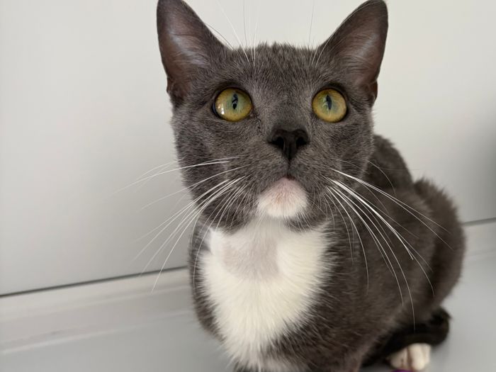 
Approximately 18mnths old, he was handed into the vets unneutered and unchipped. He arrived in care very hungry, poor coat, thin and desperate for TLC.

Now fully vaccinated, chipped and neutered. Tom loves everyone who visits him, he rolls over for fuss and is becoming more playful and kitten like every day. He is so grateful for regular food and fuss. Tom is gentle natured, he appears to be unbothered by the resident dog or visiting cats. We think he may be ok with children because of his loving, laid back temperament.

Purrs like a train when you touch him, Tom is absolutely adorable. Could you be his forever family?