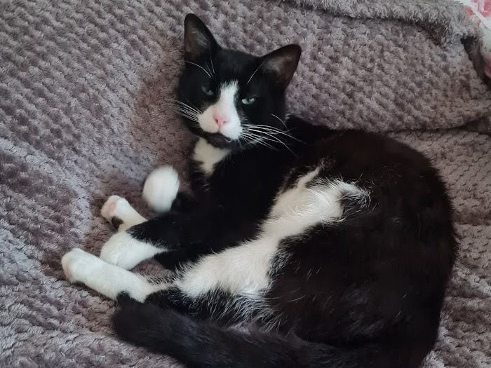 Approx 2-3, Tyler came to us as a stray found living in a hedge. A Tuxedo boy with a large personality - and an even larger meow - Tyler will be a devoted pet to whoever he lives with. He adores to follow his humans around everywhere throughout the day, being attached to everyone in the home equally. He will chirrup and chat to you all day long, and may become anxious if left alone for longer periods of time.

Tyler is a very sweet boy who can be picked up and cuddled, (even like a baby), does tummy rubs, and loves to sleep on the bed with you. When relaxed he lays on his back, stretches out, and shows you his whole tummy. If Tyler could play all day every day, then he absolutely would. He loves his 'bird on a string' and will try to carry it around the house with him everywhere. He needs lots of interaction.

We believe Tyler would thrive in a home with multiple occupants, or someone who really can give him 24/7 attention. He needs lots of play.

We can't be certain on how he would be with children, but aged 8+ may be best.
Tyler must be an only pet, to feel safe and secure in his territory. He therefore requires his own home, and ideally his own garden. He cannot live with another cat, he'll need equal access to garden and inside.

Could you be this fabulous feline's forever family?