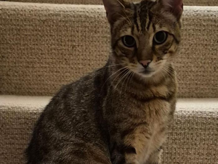This extremely handsome 2-year-old boy with the most beautiful green eyes and distinctive coat is a Bengal cross who absolutely adores his human foster servants. Loves to head butt and wraps himself around your legs too.
He plays with his bamboo sticks and likes to lay on his blanket on the settee next to his foster mum in the evening and also sleeps on the bedroom floor, at the bottom of their bed to guard them. He'll also sleep on the bed, squeezed up tight behind either of his humans’ legs.
Although he loves to be around the house, he also enjoys his freedom, so a cat flap is an absolute must as he happily uses one in his foster home (microchip reader ones are best!). He's a good boy and comes to call when you want him in, but more often than not, he'll already be in! Having said that, a large garden with surrounding fields or space would be best for him, where he can walk and smell scents virtually unhindered by other cats.
Despite being very loving with humans, he doesn't like other cats in his home at all, so really must be the only cat in the household.
Due to his breed, he does have a hearty appetite and a loud, distinctive meow who you will normally hear, prior to seeing him!
He has previously lived with children, but it is thought that he would be far best suited to a quiet adult only home. ZaZu is neutered, chipped, fully vaccinated, flea treated and wormed.
Could you be the one to give Zazu a wonderful, loving home? We promise you'll be rewarded with lots of love in return.