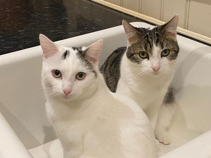 Florence and Freddie were adopted from the branch last summer. Lovely, cuddly cats who greet visitors and follow their humans around. Very affectionate, playful, chilled out. Florence and Freddie love water but they will also sit and play in an empty sink! Thank you to their forever family for adopting this purrfectly cute pair.
