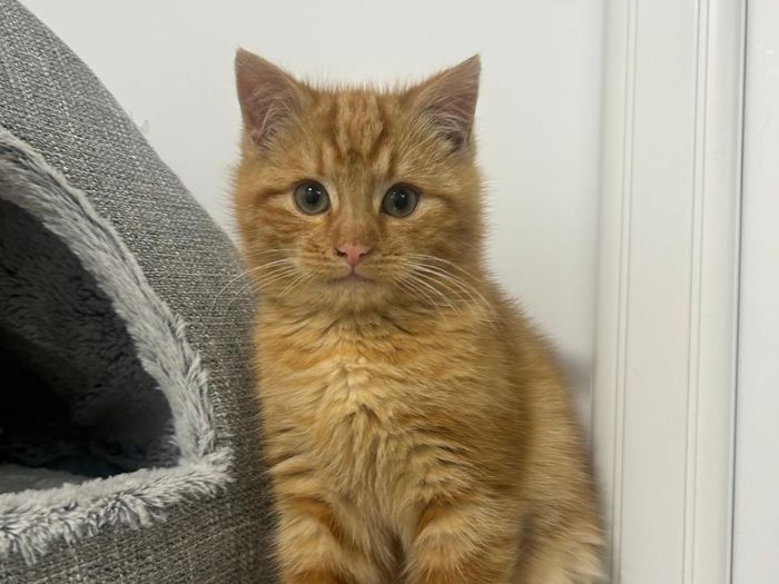 These kittens are 10 weeks old, we are working with these kittens Bramble and her ginger brother Biscuit. They have a lovely, friendly domestic mother, but the kittens hsve not been handled until they were rescued by us two weeks ago. They are a work in progress, we hope to socialise them , but we're not sure how long this will take.