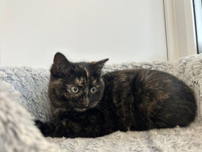 These kittens are 10 weeks old, we are working with these kittens Bramble and her ginger brother Biscuit. They have a lovely, friendly domestic mother, but the kittens hsve not been handled until they were rescued by us two weeks ago. They are a work in progress, we hope to socialise them , but we're not sure how long this will take. 