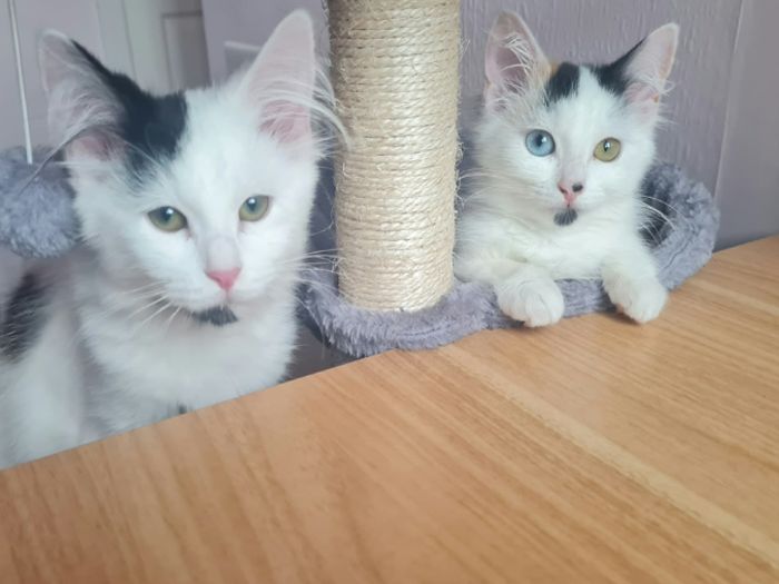 Domino and Dolly have had a rough start to life, abandoned in a field with nine other kittens of about four different litters. Now aged approximately 13 weeks, these two bonded and inseparable kittens are looking for their forever home as a pair. As they were found already at approximately 8 weeks old, and we estimate little to no interaction with humans during that time, Dolly and Domino are looking for someone experienced who can pour time and energy into building their trust. They need plenty of patience and TLC to gradually help them learn to socialise, trust humans, and continue the work that has been done so far in fostering.
They both tentatively accept pets from people they know, and have been stars during their most recent vet appointments, allowing health checks with no issue! However, overall, they are still nervous to be handled. They will require someone experienced with handling kittens that aren’t yet fond of being picked up. The true key to unlocking their sparkling personalities are treats (lick-e-lix) and toys…!
Domino, named for his four spots on his back like a domino tile, is more reserved and protective of his little sister. He will however confidently walk up to you to ask for treats! Dolly is named for her yellow and blue eyes, which combined with her calico patterns reminded us of dolly mixture sweets. She is a sweet bundle of fun and loves to run around chasing toys - and her big brother. You’ll often find them curled up with each other, as they do everything as a pair. They’ll walk together with their long fluffy tails side by side, and even prefer to eat from the same bowl when there are multiple food stations available! If one cannot find the other, you will hear them calling out to locate their sibling, communicating with each other in a series of adorable squeaks and chirrups.
Considering the amount of love and care Domino and Dolly will require, they may be best suited as the only cats in the home. However, they have shown to be curious and calm when seeing other cats from their area, and may indeed learn from, and interact well with, a calm adult cat. Ideally, they will need to be able to go outside and explore once old enough, and would benefit from someone who is around a good part of the day, to ensure they get plenty of time socialising. We can’t be sure how they would be around children, nor how they would be around dogs, but they may interact well with older children. They will both be chipped, claw-clipped, health-checked, and fully vaccinated ahead of rehoming, and will require neutering at around 6mnths months of age. Could you be their forever family?
Could you be this adorable pair’s forever home?