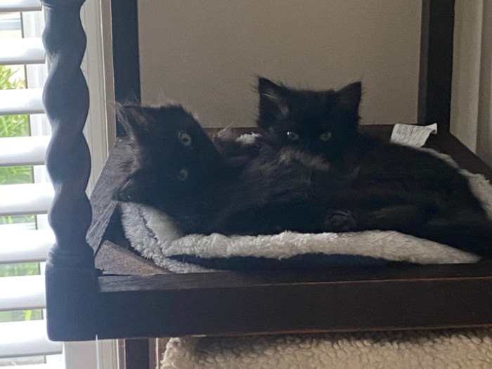  This stunning pair of sisters are looking for a home together. They were born outside and have had limited contact with people. The girls are now around 12 weeks old and have had their first vaccination, a microchip implanted and a thorough health check, which they passed with flying colours. Ellie and Ellen came in to foster care with their Mum only a couple of weeks ago. They are slowly coming to accept strokes and attention, especially when that comes in the form of a feather wand toy! They are both long haired and so will need regular grooming. They can be groomed when held now and we think that, if this continues, they will come to enjoy their pampering sessions. These siblings are bright and lively and nosey! They love to check out anything new! If something takes them unawares then they can skitter and hide but curiosity brings them back quickly. We think that they would suit a quiet, calm home, potentially with older children, who could provide ongoing encouragement to develop into the confident ladies we know they can be. Could these fabulous sisters complete your family? 