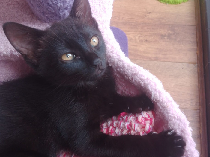 Born July 5th, Olivia and her brother (who has since been rehomed) were born to the sweetest mother cat, who sadly became too ill to feed them. This adorable girl has therefore had a lot of human handling and is very sociable. She is a wonderful, gentle feline. Now looking for a forever home of her own.

