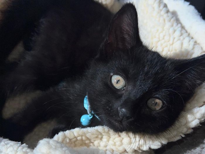 Say hello to little Sirius, a gorgeous young kitten who came into RSPCA care and has completely blossomed since arriving. 
At around 9 weeks old, Sirius has transformed into a playful, loving and mischievous little character who is now ready to find his forever home. 
Sirius loves having fun with his siblings but is also perfectly happy entertaining himself.
 Loves ball puzzles
Enjoys feather toys
 Loves his crinkle mats
Enjoys playing with his siblings
 Loves snoozing in the cat tree or on a cosy blanket in the sunshine
Sirius is particularly lively first thing in the morning and again in the evening, so his new family can expect plenty of kitten energy, fun and mischief!
After playtime, he is more than happy to settle down for a well earned nap. 
Sirius is currently untested with dogs, other cats and children, so any introductions would need to be carefully considered and managed appropriately.
Before leaving Goole RSPCA care, Sirius will have a full health check, started vaccinations, flea and worm treatment and will be microchipped. 
This gorgeous little boy is ready to start the next chapter of his life with a family who will love him, play with him and give him the safe and happy home he deserves. 
Could you be Sirius’s forever family?
